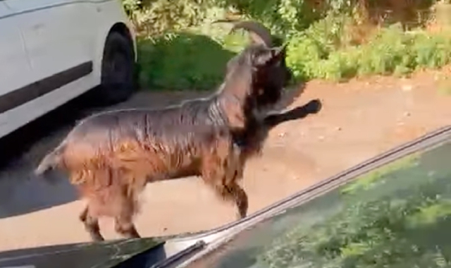 Capra a zonzo a Beata Giuliana, mistero sulla proprietaria