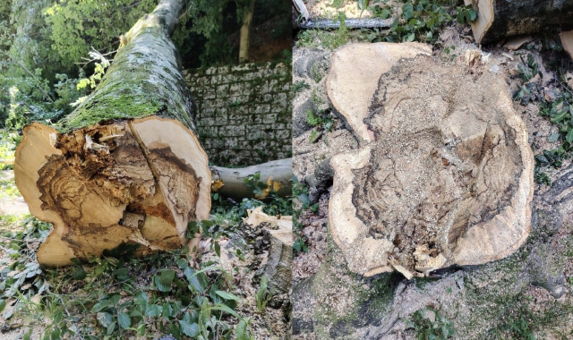 Due foto degli alberi abbattuti pubblicate su Facebook dal sindaco