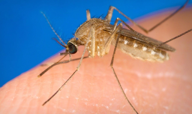 West Nile, donazione di sangue: restrizioni nel Varesotto