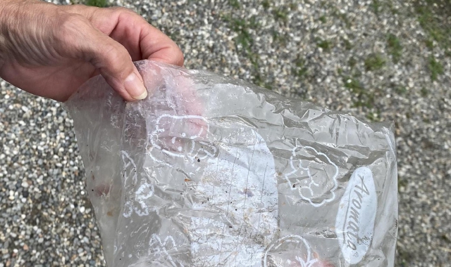 Bocconi avvelenati, cane vivo per miracolo