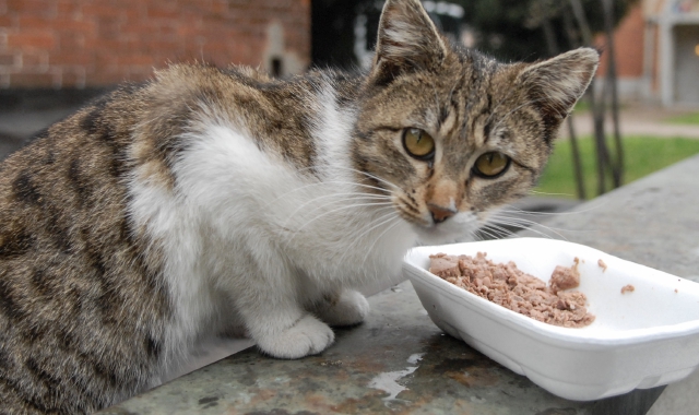 L’8 agosto è la Giornata internazione del gatto