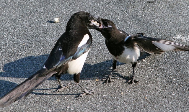 Ats Insubria ha confermato l’infezione di due gazze (foto Archivio)