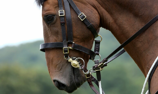 Moto fa imbizzarrire cavallo: ferito 60enne