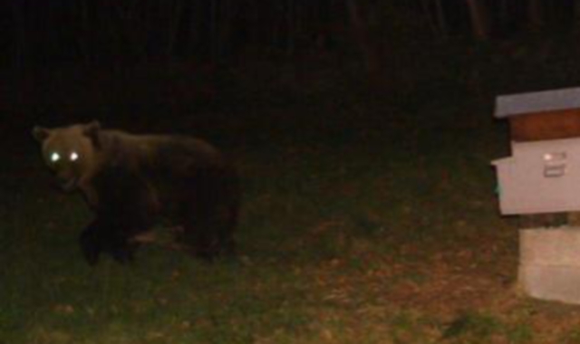 L’orso già avvistato dalle fototrappole in Valgrande