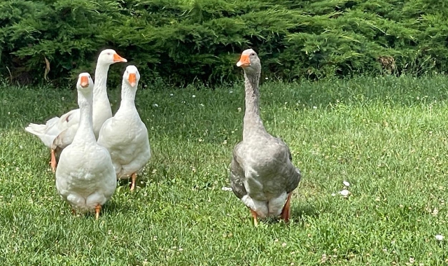 Le oche mascotte di Parabiago