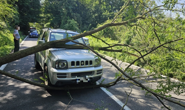 Albero sulla strada, paura a Orino