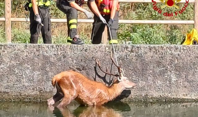 Il salvataggio del cervo