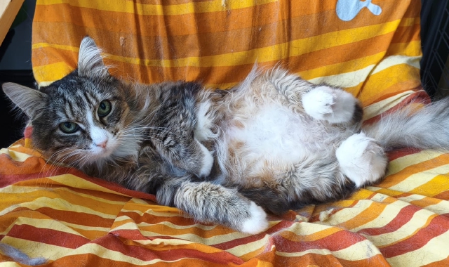 Gatti abbandonati d’estate: «Numerosi mici allo stremo»