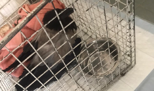 La cornacchia salvata in un parcheggio domenica mattina 