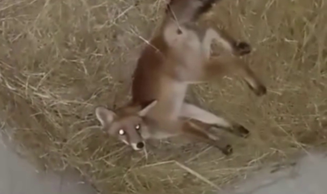 La volpe salvata e curata è tornata in libertà