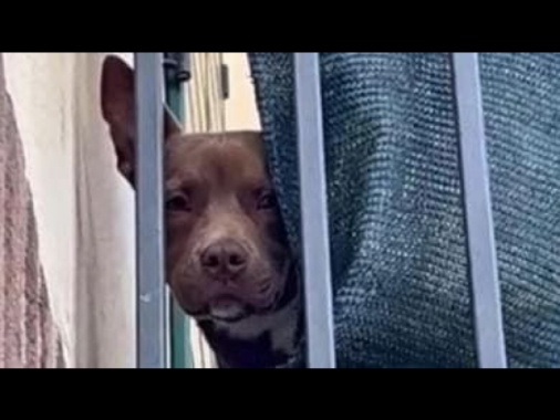 Leal, 'serve pena esemplare per il cane morto a Giuliano'