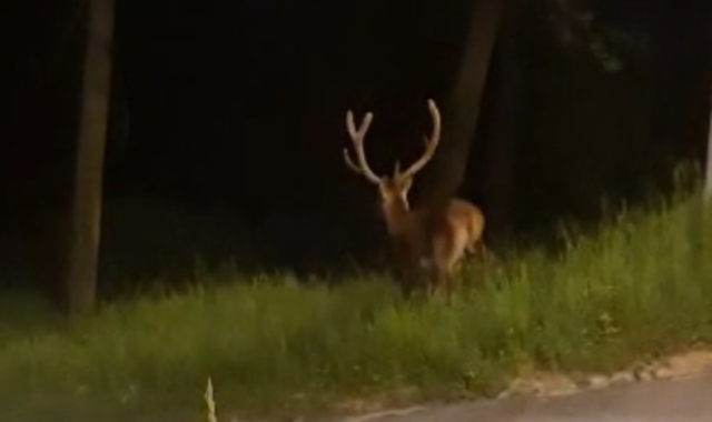 Il motociclista ha impattato contro un cervo (foto Archivio)