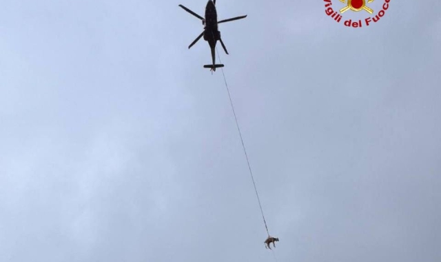 Il vitello è stato messo in sicurezza e recuperato con l’elisoccorso