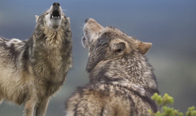 Lupi aggrediscono un gregge. «Servono abbattimenti selettivi»