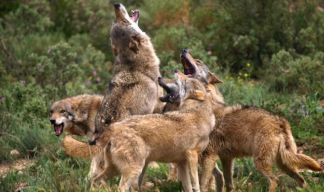 L’attacco dei lupi vicino al ristorante del Monte Tamaro