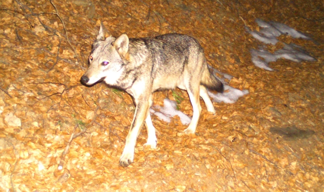 I lupi stanno “uccidendo” gli allevatori