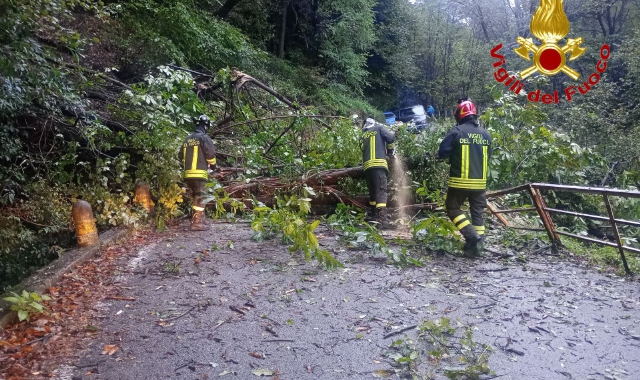 Piante crollano sulla Provinciale, ancora strade allagate