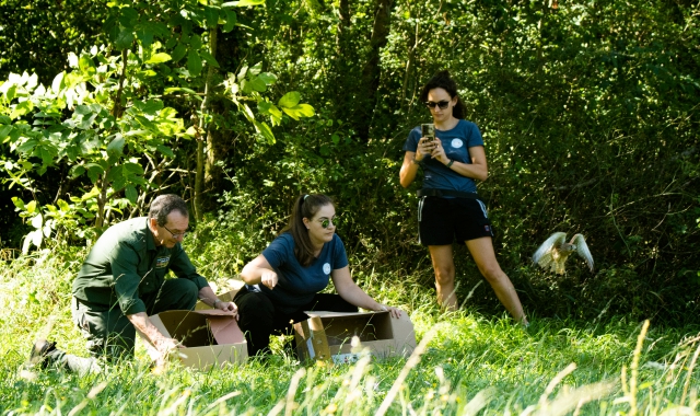 I gheppi liberati a Villa Cagnola