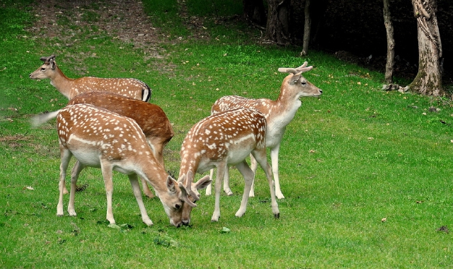 Daini abbattuti nel Novarese: «È per la tutela del territorio»
