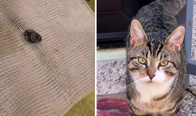 Il pallino di piombo recuperato nel corpo del gatto