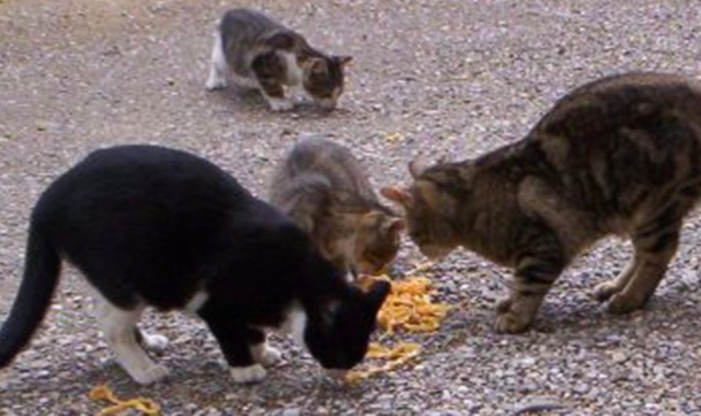 Gallarate, la città dei gatti