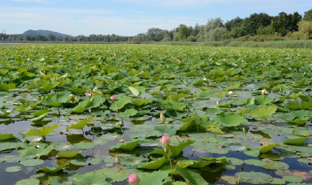 La presenza massiccia di fiori di loto