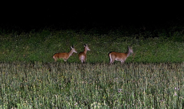 Cerbiatti e cinghiali sui terreni del futuro canile