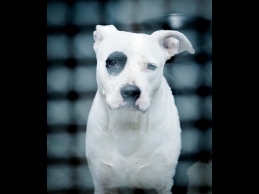 Consumerismo, da animali a bagagli le novità sui voli