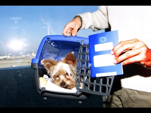 Martedì primo volo con 2 cani in cabina senza trasportino