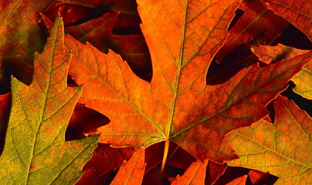 Pro e contro dell’autunno. Ora di bilanci