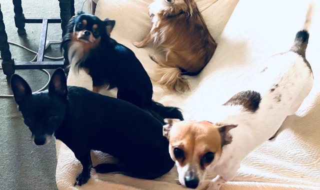 Il calcio al chihuahua gli costa 5mila euro