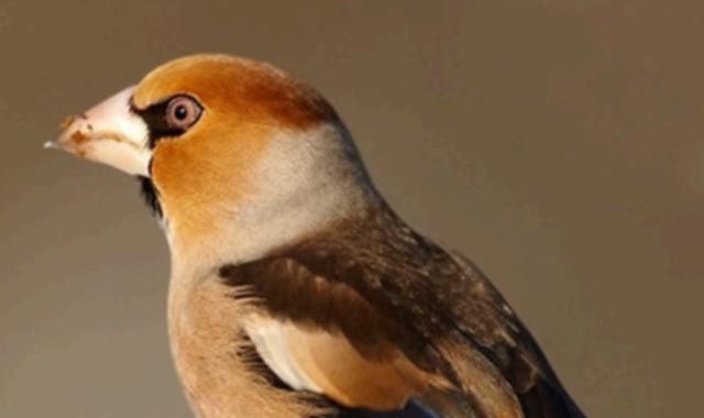 Alla scoperta degli uccelli del Campo dei Fiori