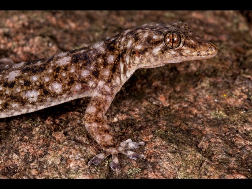 Team guidato da un italiano scopre una nuova specie di geco