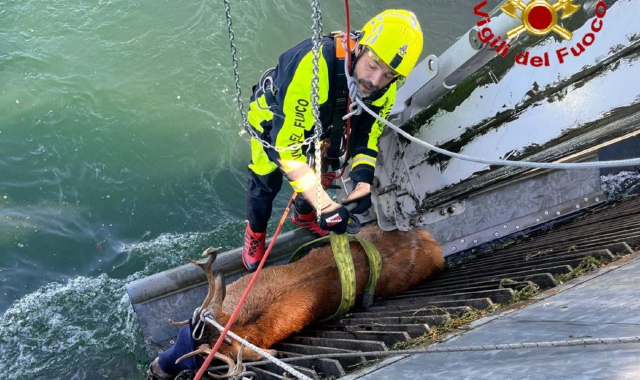 L’intervento dei vigili del fuoco che ha permesso di salvare il cervo precipitato nel canale