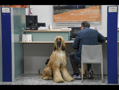 Domani al via bonifici istantanei senza extra-costi