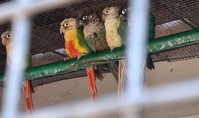 Pappagalli sequestrati sull’Isola Madre: parco zoologico abusivo