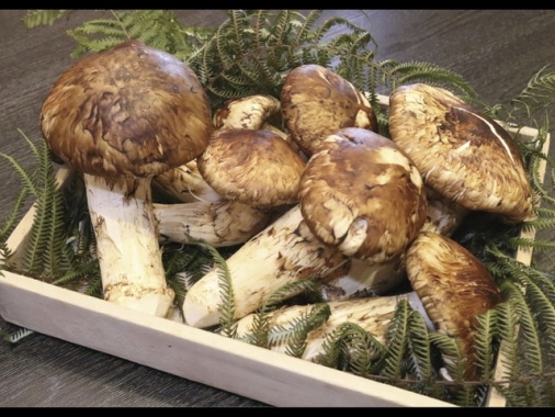 Giappone, otto funghi matsutake battuti all'asta per 4.850 euro