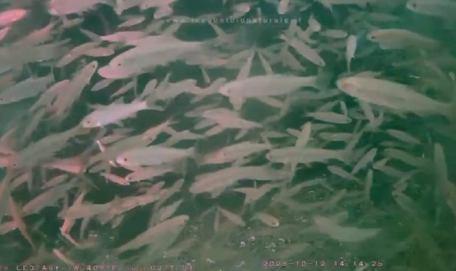 Sembrano i tropici, è il Lago Maggiore: web cam riprende la vita dei pesci
