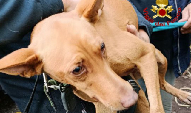 Precipita in pozzo di 7 metri, cane salvato a Olgiate