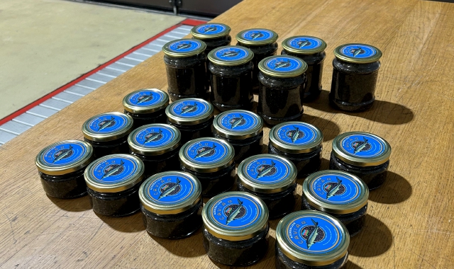 Caviale e carne di contrabbando: sequestro in Ticino