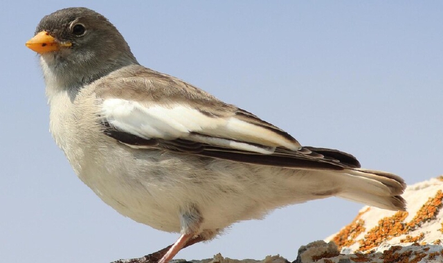 «Vietiamo la caccia in deroga a storni e fringuelli»