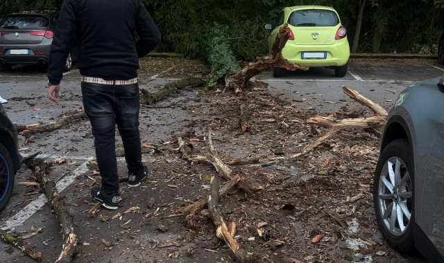 Albero di sei metri si abbatte nel parcheggio