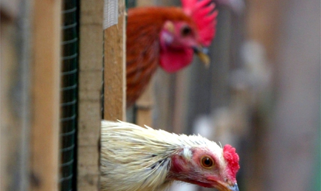 Torna l’emergenza aviaria, Ats Insubria terrà sotto controllo gli stabilimenti avicoli del nostro territorio (foto Archivio)
