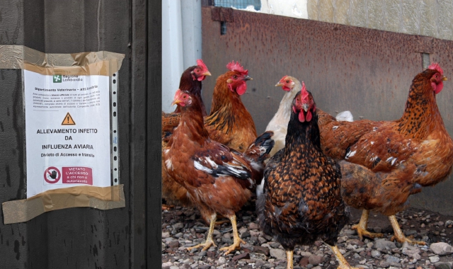 A sinistra, il cartello affisso da Ats Insubria sul cancello dell’allevamento di Olgiate Olona