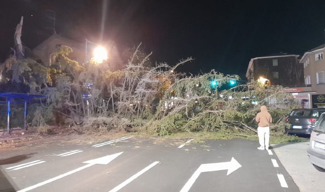 Tempesta di vento, crolla un albero in via Sanvito