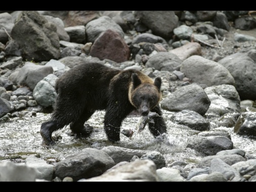 In Giappone record decennale di attacchi di orsi