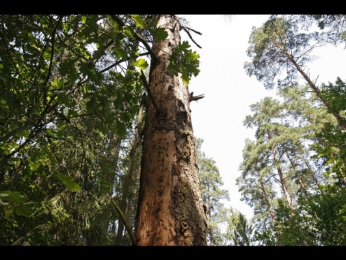 Avvocato famiglia nel bosco, 'falsità, faremo ricorso'