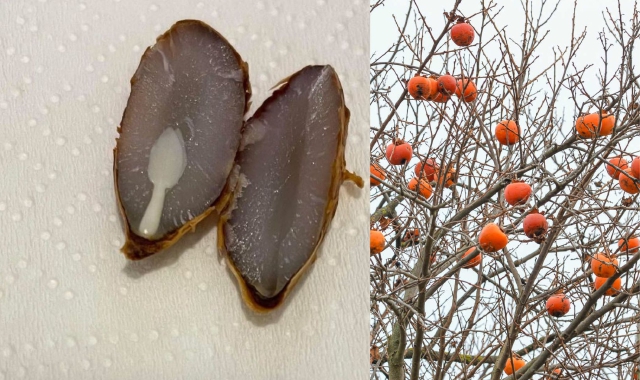 Varese sommersa dalla neve: lo dicono i cachi