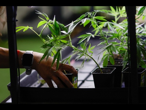 Marcia indietro su cannabis light, emendamento sarà ritirato