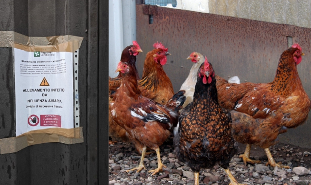 Olgiate Olona, cattivi odori al rione Balina